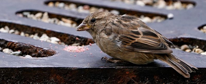 A house sparrow snacks on crushed candy during an Indiana Audubon birding tour of downtown with Ornithologist, Wes Homoya on Wednesday, Sept. 10, 2025, in Indianapolis.