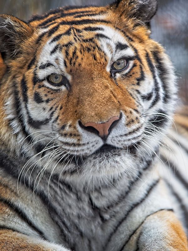 Katya, Seneca Park Zoo's 20-year-old female Amur tiger, is being treated for early-stage chronic kidney disease.