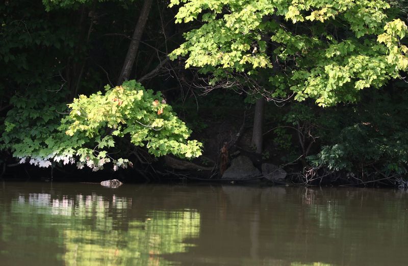 The setting sun spotlights overhanging tree branches in the Erie Canal in Pittsford on August 8, 2025.