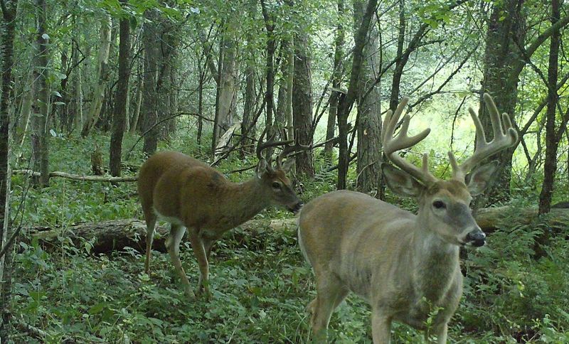 Whitetail bucks in velvet vary in color, some lighter and some darker.