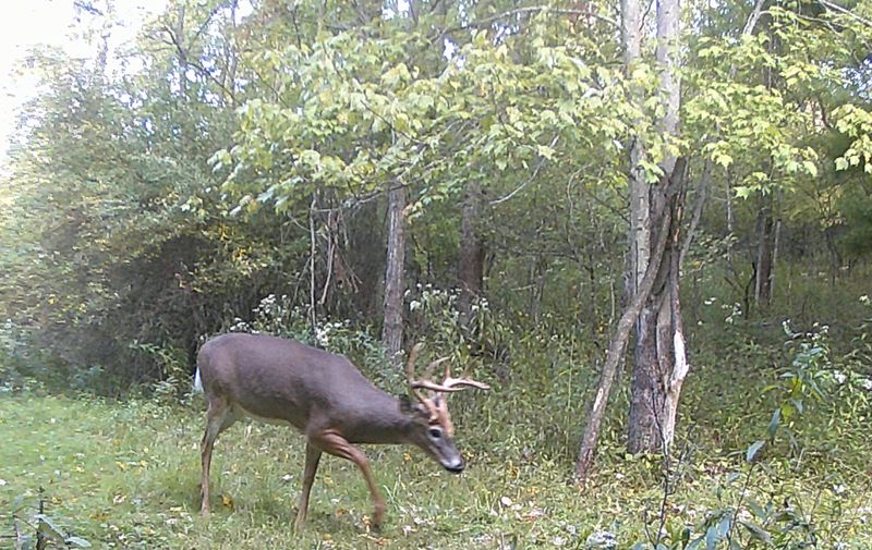 Bucks have shed their velvet and are beginning to change their summer patterns.