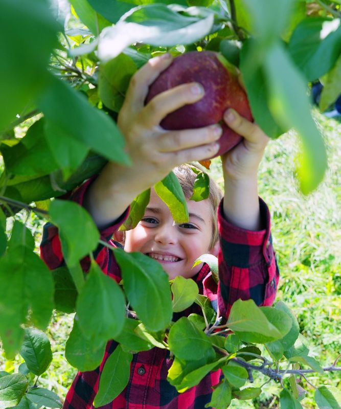 Brody Bendjak reaches for an apple as he enjoys a fall afternoon apple picking with his family at Outhouse Orchards on Hardscrabble Road in North Salem Oct. 2, 2025.
