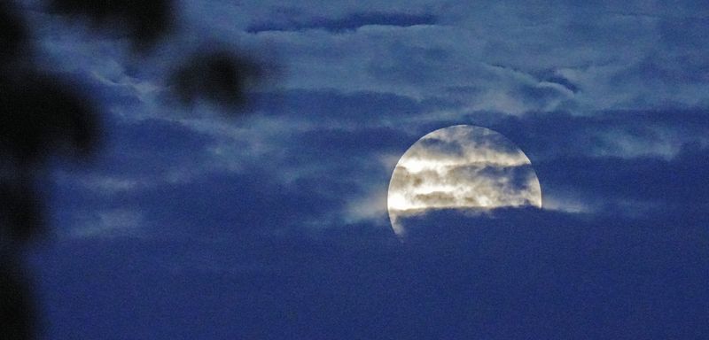 A full moon, the harvest moon, shines through clouds as Mason Farms staff harvests grapes in Fairview Township on Oct. 6, 2025.