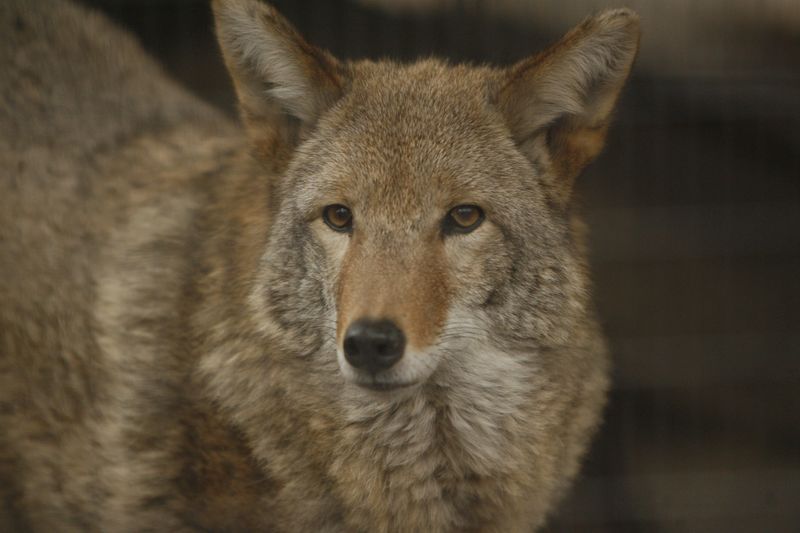 A photo of an eastern coyote.