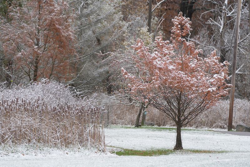 A tree in Ellison Park that hadn't shed its leaves yet stands out against the fresh snow on Nov 11, 2025.