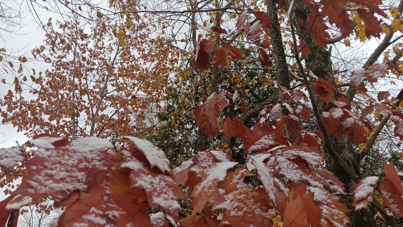A dusting of snow fell overnight in Deansboro between Sunday, Nov. 9, 2025 and Monday, Nov. 10, 2025. The National Weather Service predicts heavier snowfall for Veteran's Day.