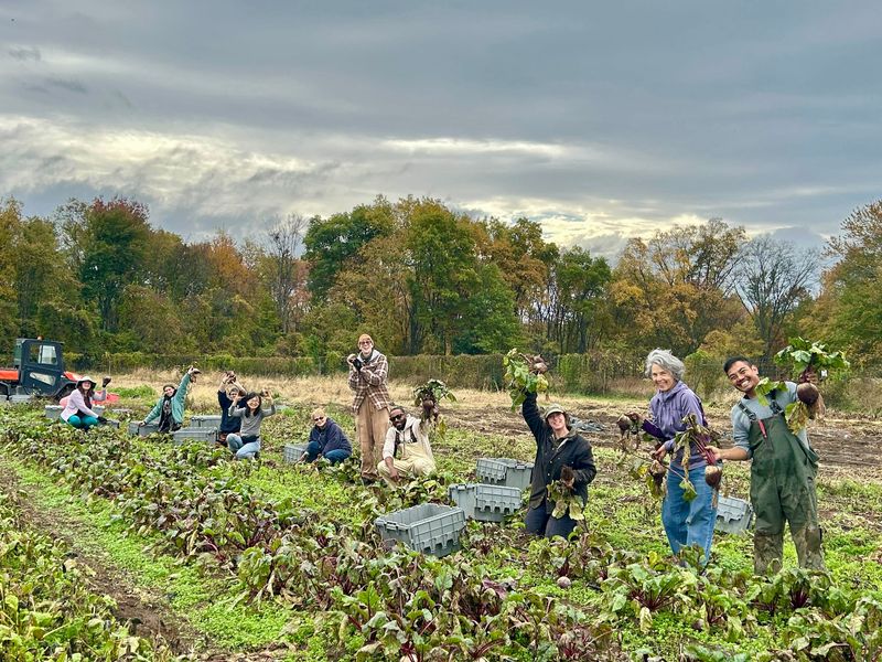 Volunteers and Poughkeepsie Farm Project crew harvesting beats at the Poughkeepsie Farm Project, located at 51 Vassar Farm Lane in Poughkeepsie.