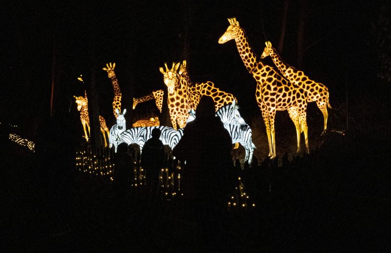 Visitors take in a display of illuminated animal lanterns during a preview for Wildlife Conservation Society members at the Bronx Zoo's annual Holiday Lights Festival Nov. 18, 2025. The festival includes animal lanterns across six illuminated geographically-themed trails, a light tunnel, ice carving demonstrations, and a holiday train for children. The festival will be open to the public from Nov. 21 through Jan. 4th.