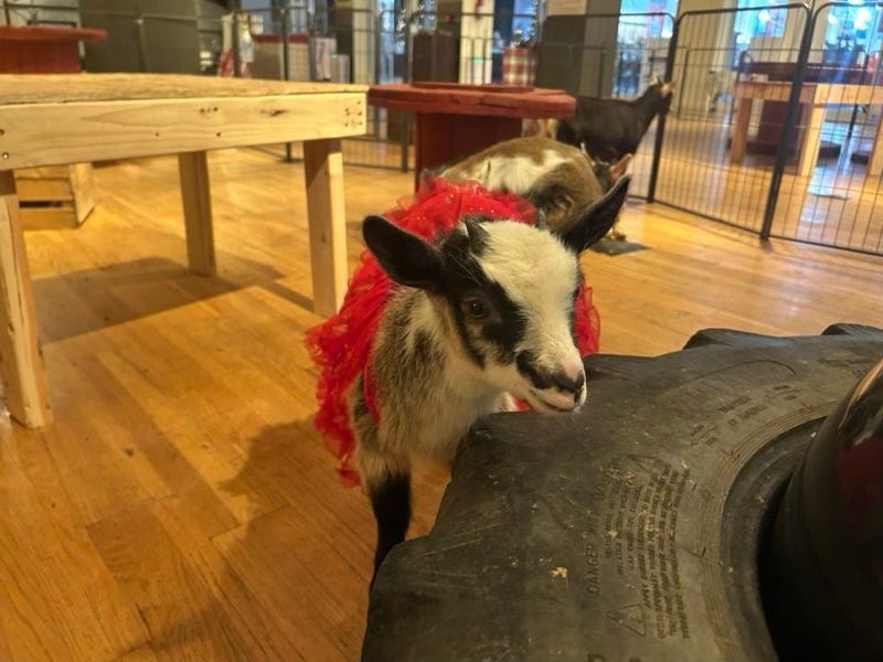 Kaizen Ridge Farm is bringing baby goats to Eastview Mall now through the end of January 2026.