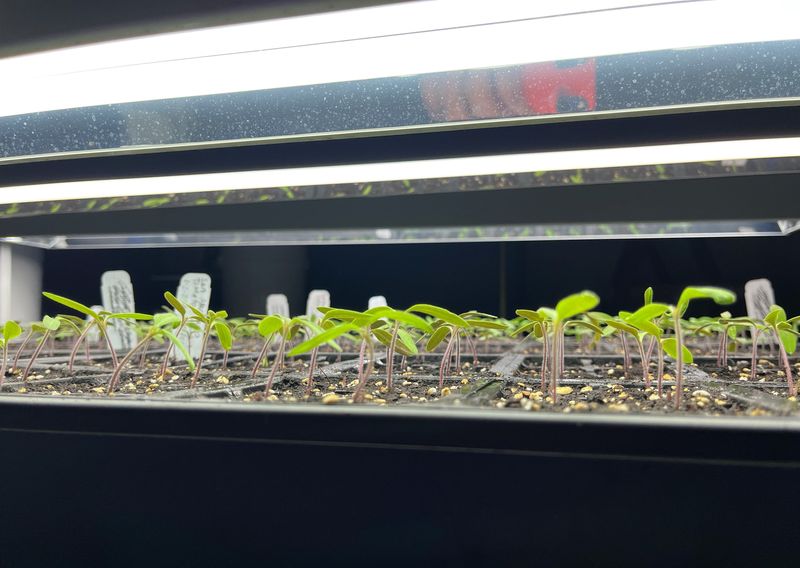 Tomato seedlings under grow lights.