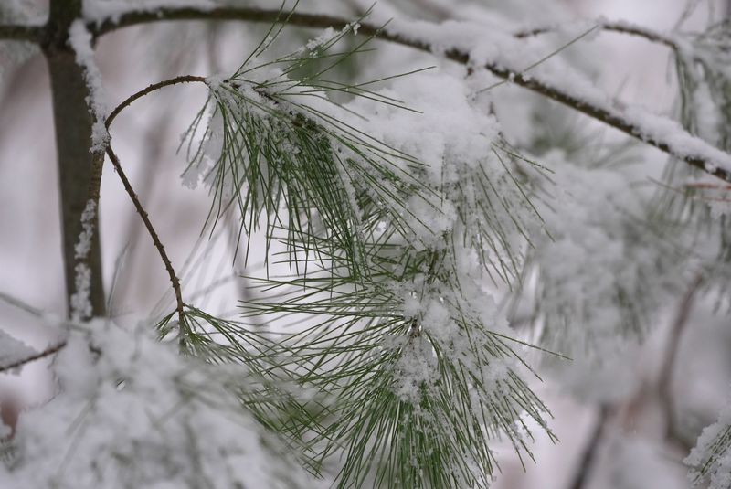 Snow covers pine needles along a trail the Braddock Bay Wildlife Management Area in Greece on Dec. 10, 2025.