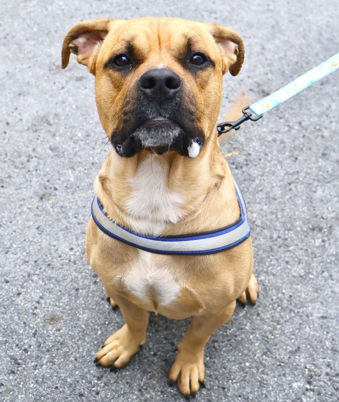 Frankie, an injured dog abandoned in Yonkers, is recovering well after surgery.
