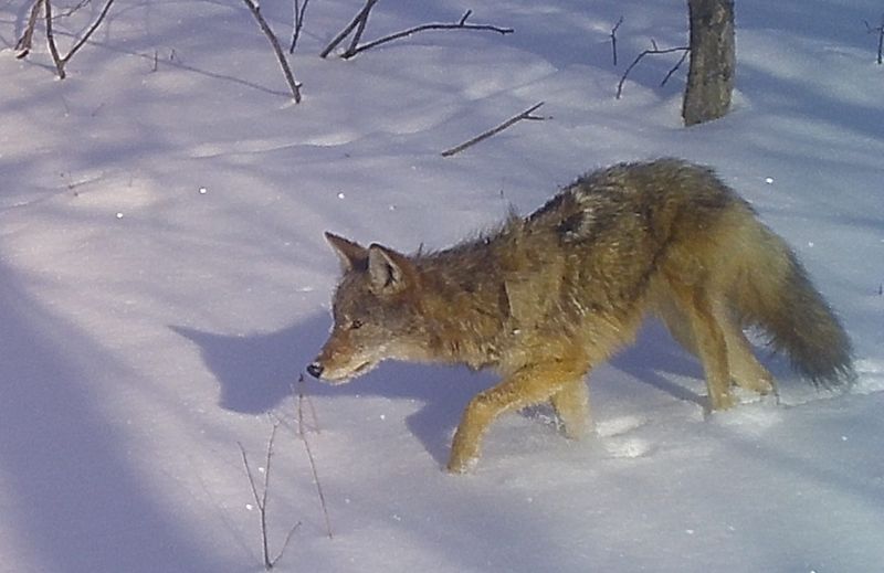 A hungry young coyote on a hunt.