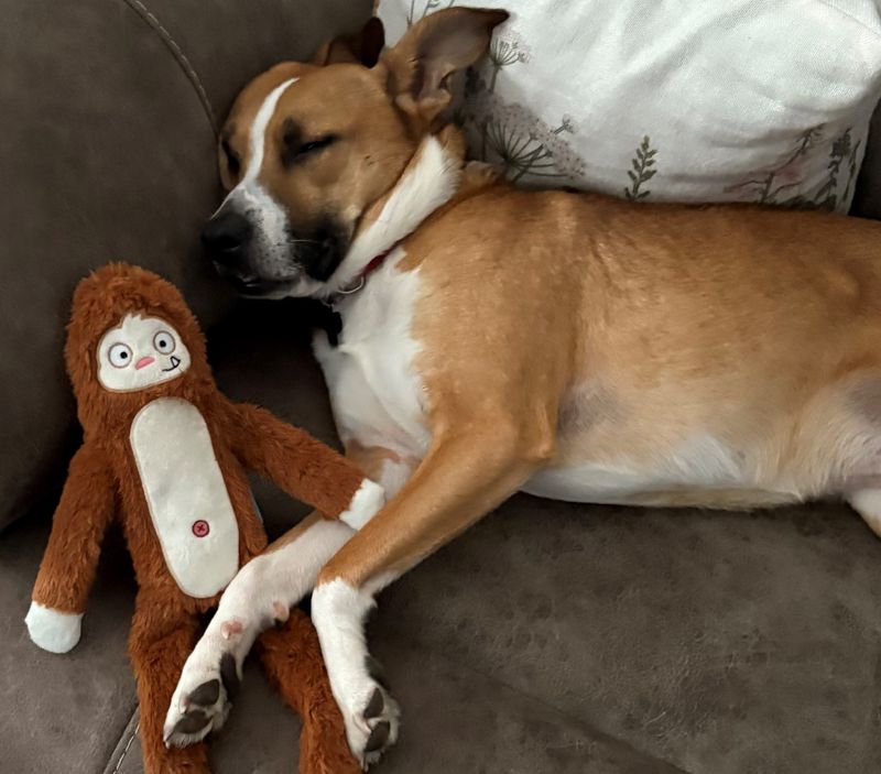 The proposed Steuben County law would establish an online Animal Abuser Registry, maintained by the Sheriff’s Office and identify Steuben County residents convicted of qualifying animal abuse crimes.