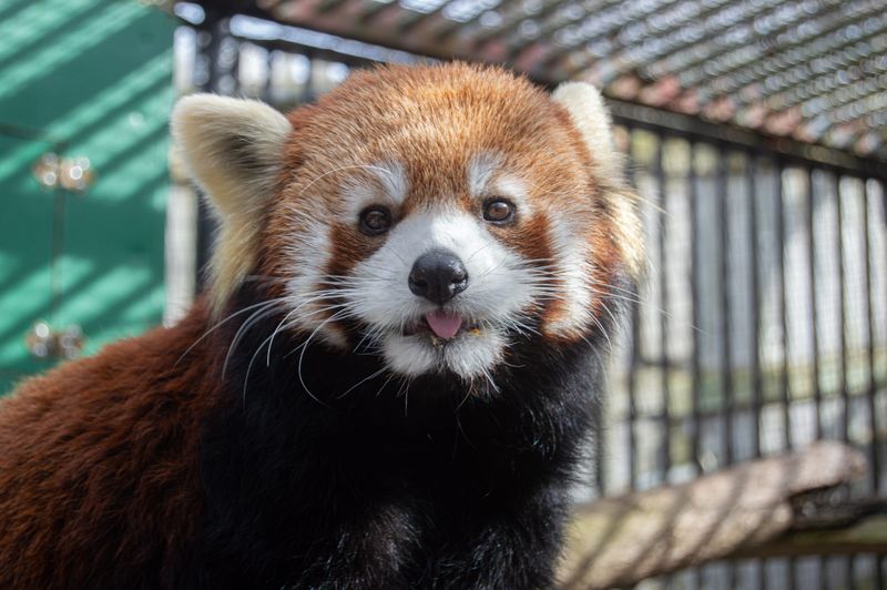 Mei Lin, at Utica Zoo.