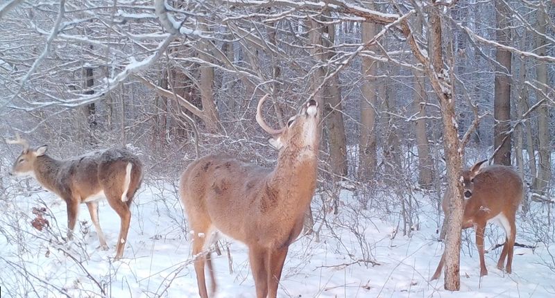 Bucks who made it through hunting season seen still carrying their antlers, even in late January.