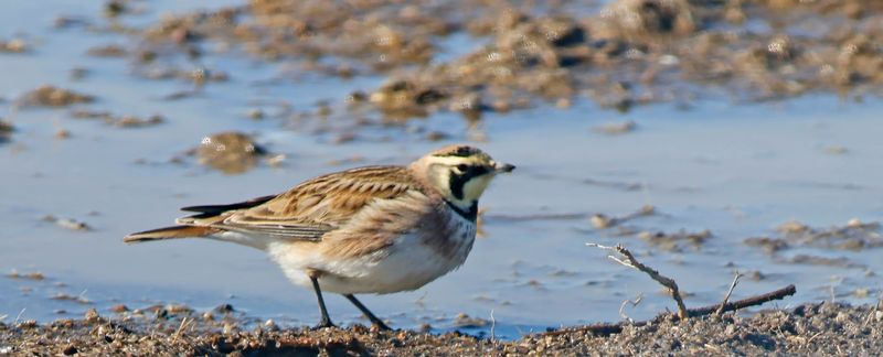 A "horned lark" feeds along a puddle created from melting snow on Feb. 12, 2026.