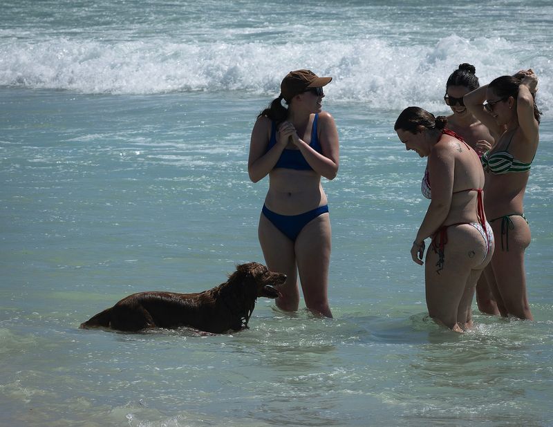 Beachgoers at Dog Beach in Panama City Beach, Florida, March, 9, 2026, spring break. (Tyler Orsburn/Panama City News Herald)