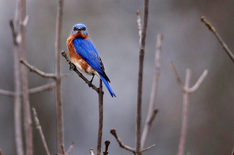 Changing agricultural trends in New York state over the last century have impacted bluebird populations.
