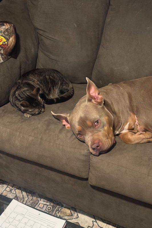 After the shooting: Pumpkin, an American bully, was shot multiple times by a New York State Trooper in the Town of Mamakating in 2025.
