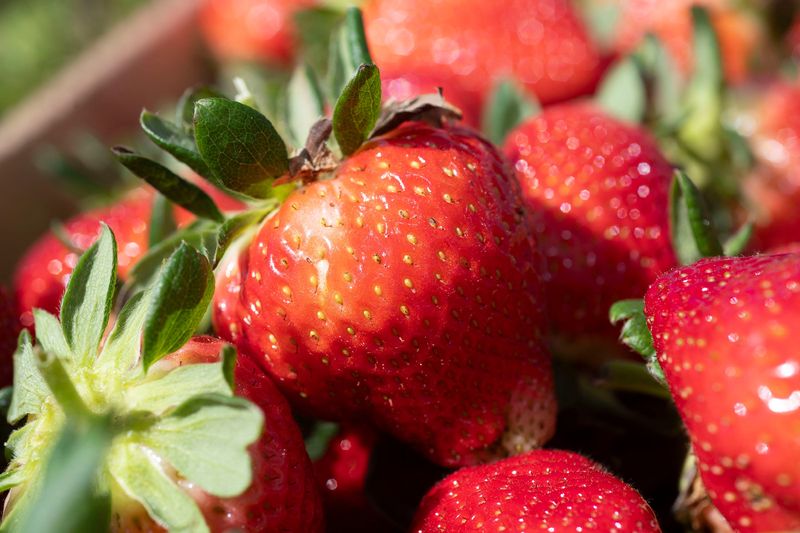 You can grow strawberries in containers.