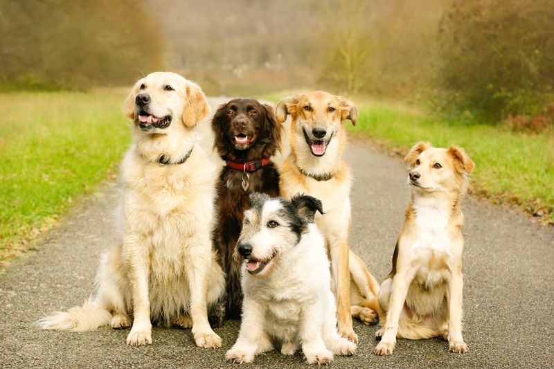 There are more than 630 licensed dogs in the City of Hornell, according to city officials.