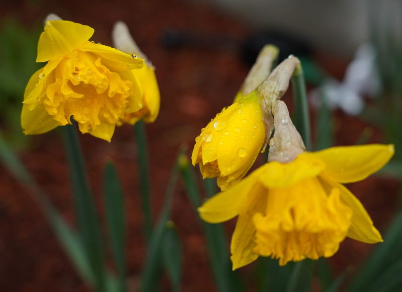 The daffodils in front of Whelden Memorial Library in West Barnstable hold the rain drops left by a heavy rain that moved through Tuesday morning. 
Photo taken March 31, 2026