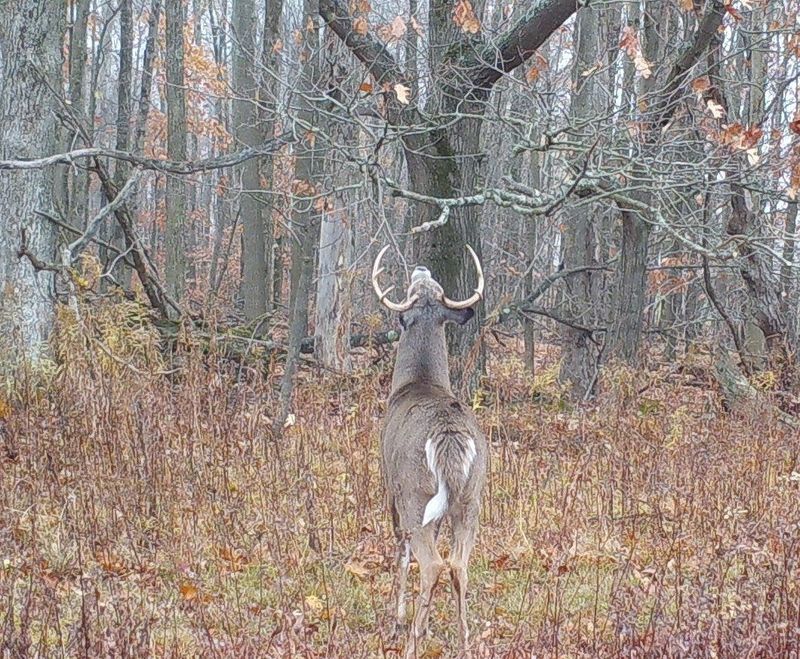 A midday scrapemaker during the peak of the 2025 rut.