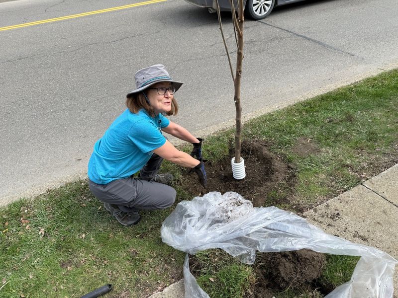Corning City Mayor Pam Walker was one of many volunteers helping out as the Corning Street Tree Project planted its 100th tree Tuesday, April 14, 2026 in front of Bonady Gardens on West Pulteney Street.