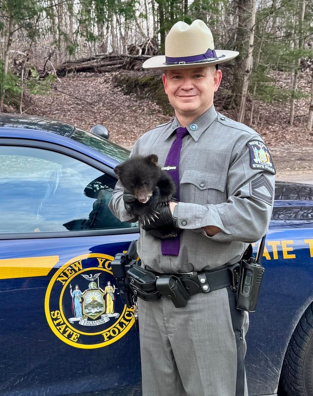 New York State Police Troop D Sergeant Station Commander Richard Kosakowski cradles a 2.7 lb. black bear cub rescued after sighted by herself in the middle of West Ava Road in Oneida County on April 16, 2026.