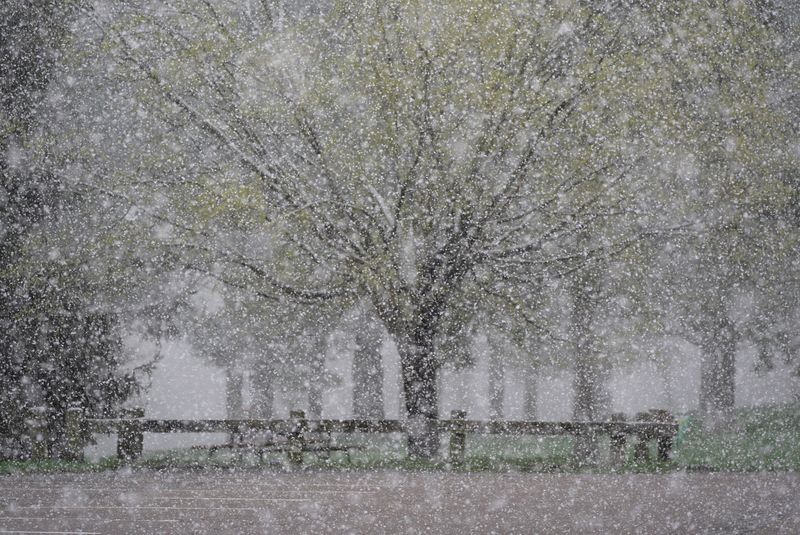A sudden snow shower coats a tree that had started to bud at Ellison Park in Brighton on April 20, 2026.