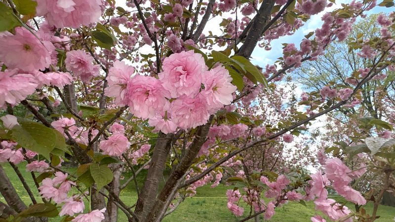 Cherry trees in full bloom at Lennon Park in Yonkers April 17, 2026.
