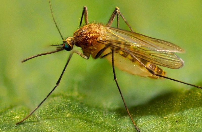 Culex Pipens, known as the common house mosquito.