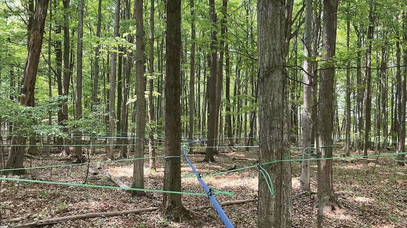Wáhta Maple Farm's maple trees, tapped and ready.
