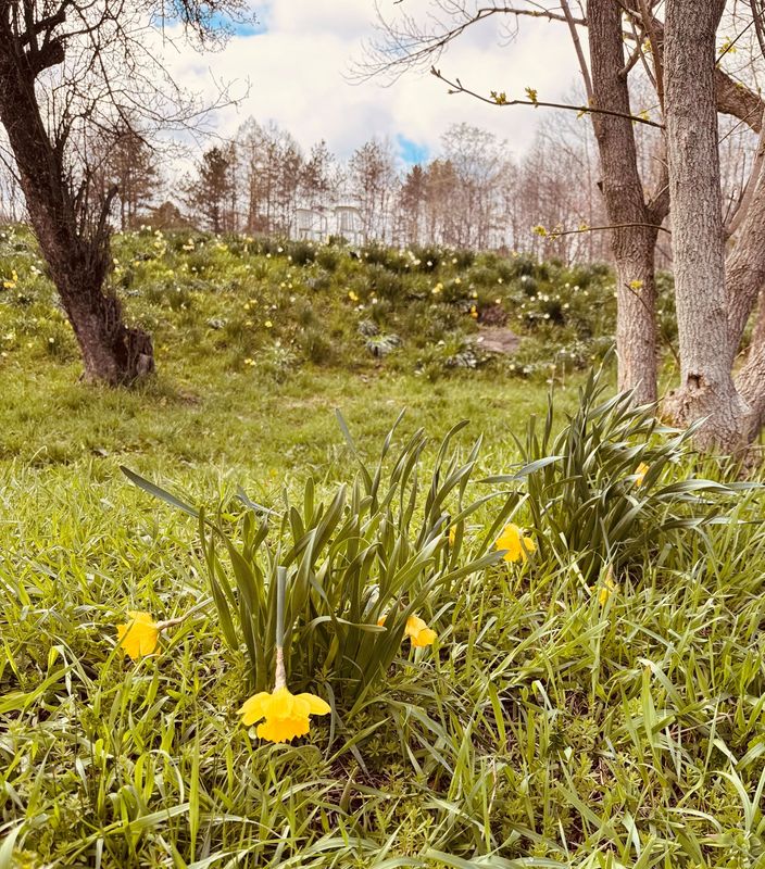 Photo of the daffodils on April 20 after another night of hard frost causing the leaves and stems to droop.
