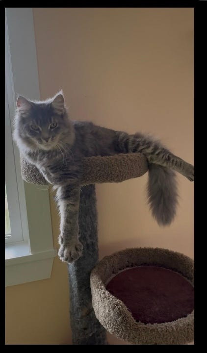 Smokey, the kitten police and the Ontario County DA says was injured by Keaghn Picaro, is continuing to recover and is available for adoption through the Ontario County Humane Society.