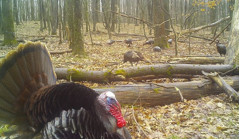 A gobbler in full display lords over his harem.