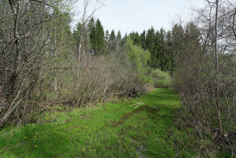 A trail runs along a pine tree line at Black Creek Park in Chili on April 23, 2026.