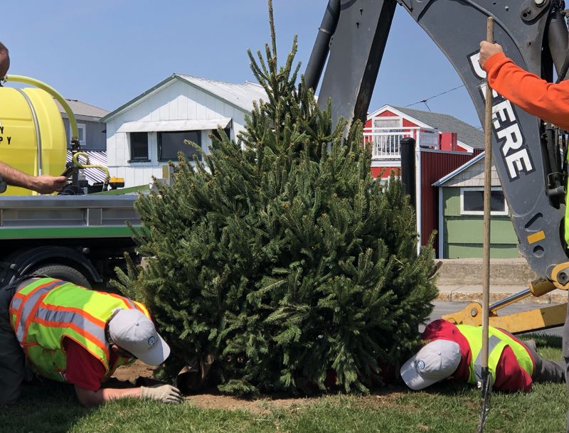 Lining the tree up just right.
