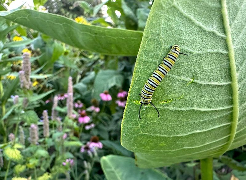 A monarch caterpillar feeds on a milkweed plant.