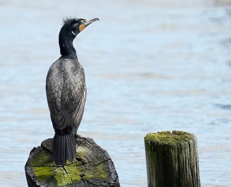 A double-crested cormorant overlooks Irondequoit Bay in Irondequoit.