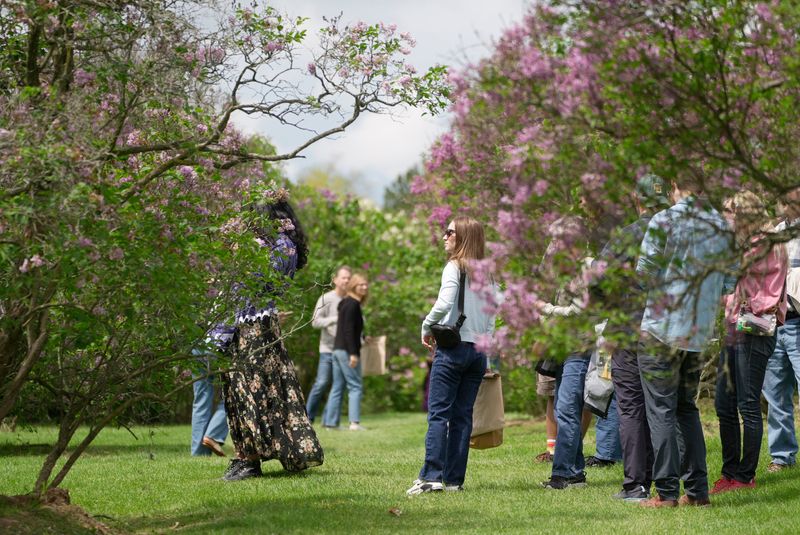A hill filled with different types of lilac bushes draws a crowd during the Rochester Lilac Festival at Highland Park in Rochester on May 9, 2026.