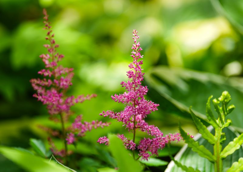 An Astilbe "Maggie Daley" plant in the backyard garden. May 15, 2026