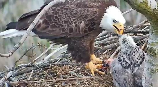 The eaglet at Iroquois National Wildlife Refuge is growing by leaps and bounds. It is 39 weeks old as of May 18, 2026.