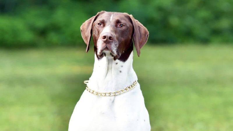 Bo, one of the K-9 officers with the Oneida County Sheriff's Office.