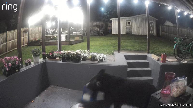 A black bear tipped over a metal container in Mike and Wendy Chace's backyard in the City of Hornell, making off with a pail of birdseed and other treats.