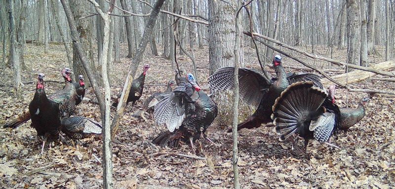Sorting out the pecking order, toms and jakes exercise dominance.