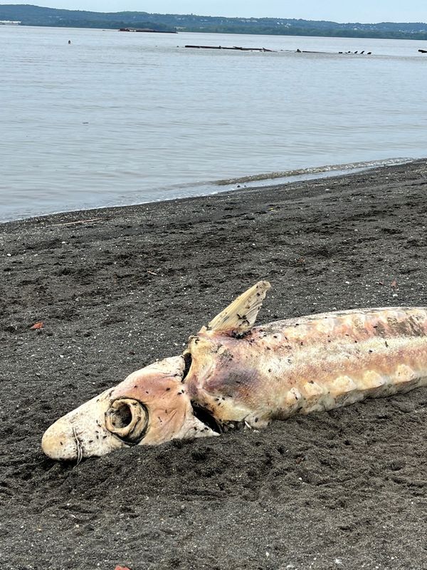 Mike Fitzgerald spotted a dead Atlantic Sturgeon while walking along the Hudson River in Haverstraw on May 27, 2026.