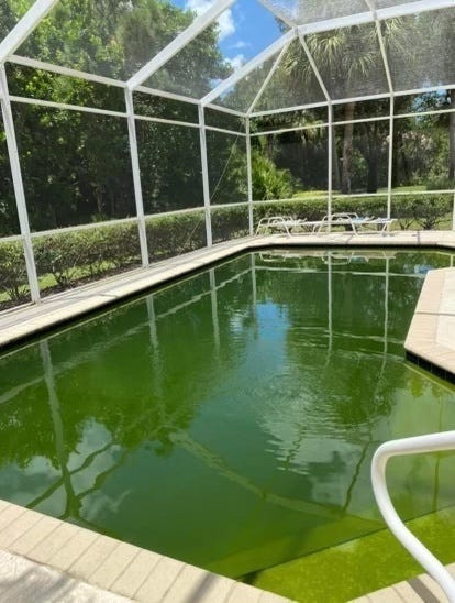 This is a :before" photo of a dirty swimming pool with green algae.