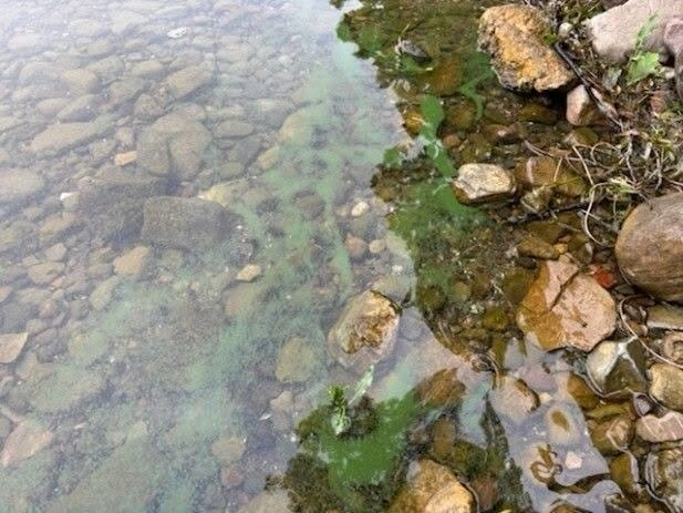 A harmful algal bloom advisory was issued for Conesus Lake on June 23, 2026 after widespread blooms were spotted along the eastern and western shorelines of the Livingston County lake.